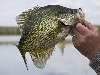 Grand Lake Crappie Fishing 