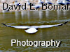 David E. Bomar Photography