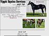 TIPPIT EQUINE SERVICES - Miami,OK